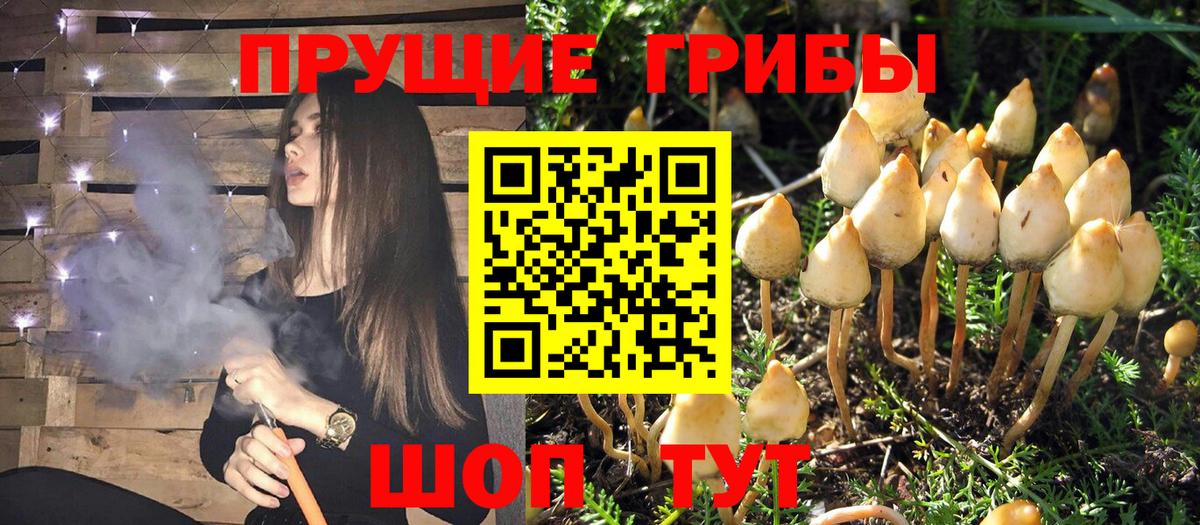 Галлюциногенные грибы MAGIC MUSHROOMS  Псилоцибиновые грибы мицелий  Вход с VPN  Кириши 